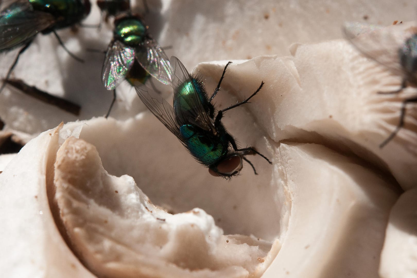 Fliegen im Müll