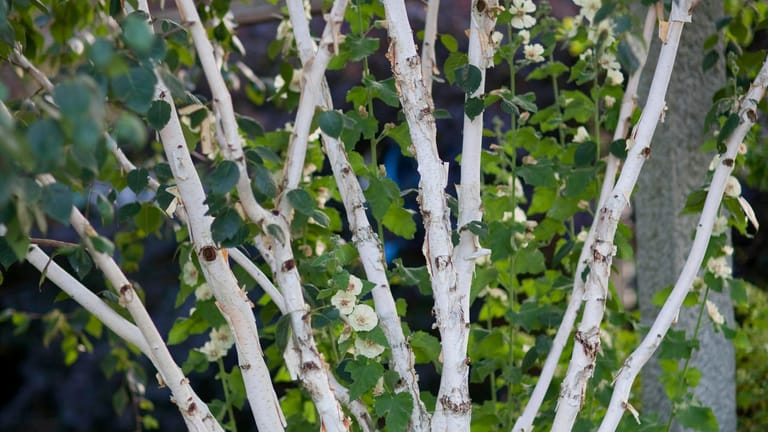 Weißer Riese im Garten: Mit Birken gestalten