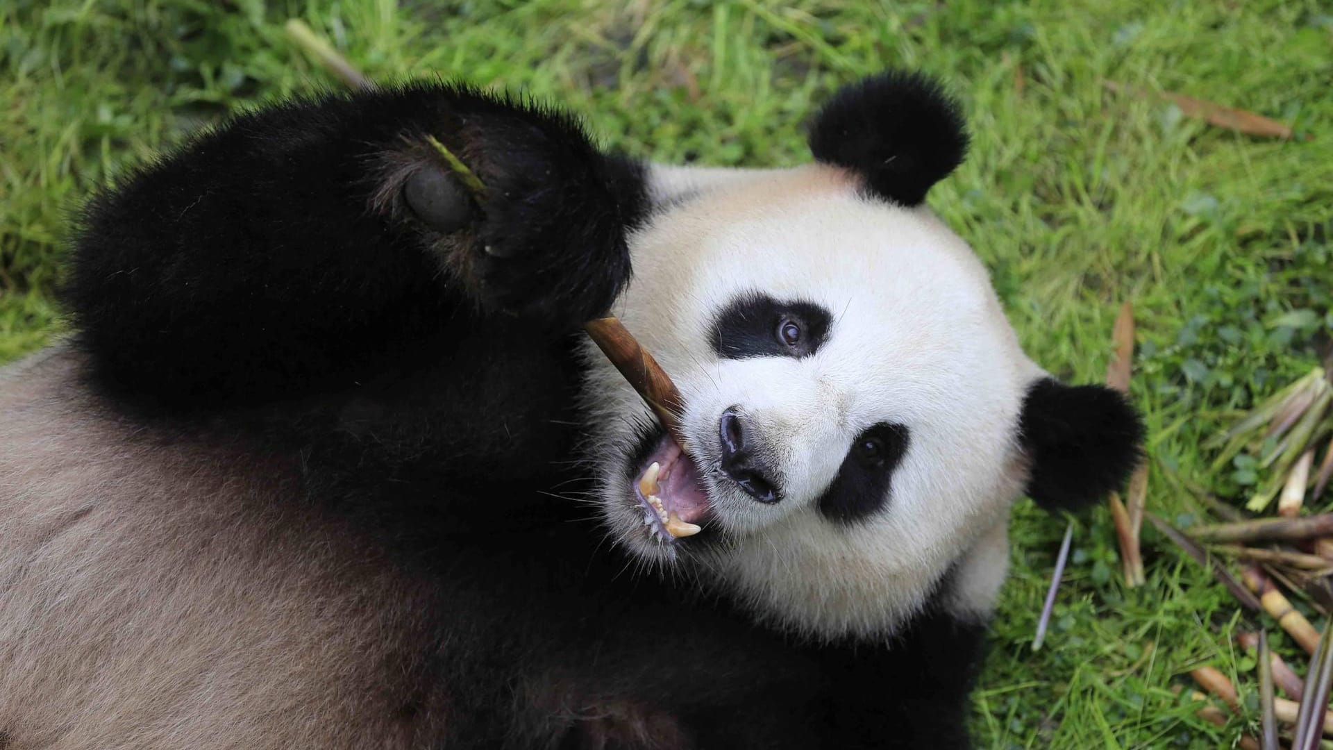 Das Pandamännchen Jiao Qing vor dem Abflug nach Berlin im Chengdu Research Base of Giant Panda.