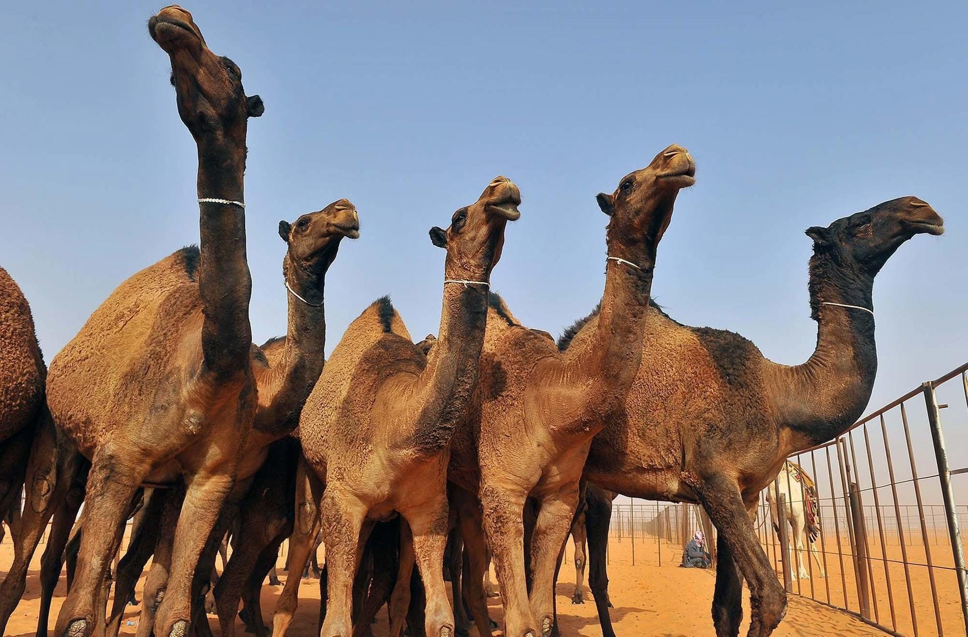 Kamele sind im arabischen Raum nicht nur Prestigetiere, sondern auch Lieferant der beliebten Kamelmilch.