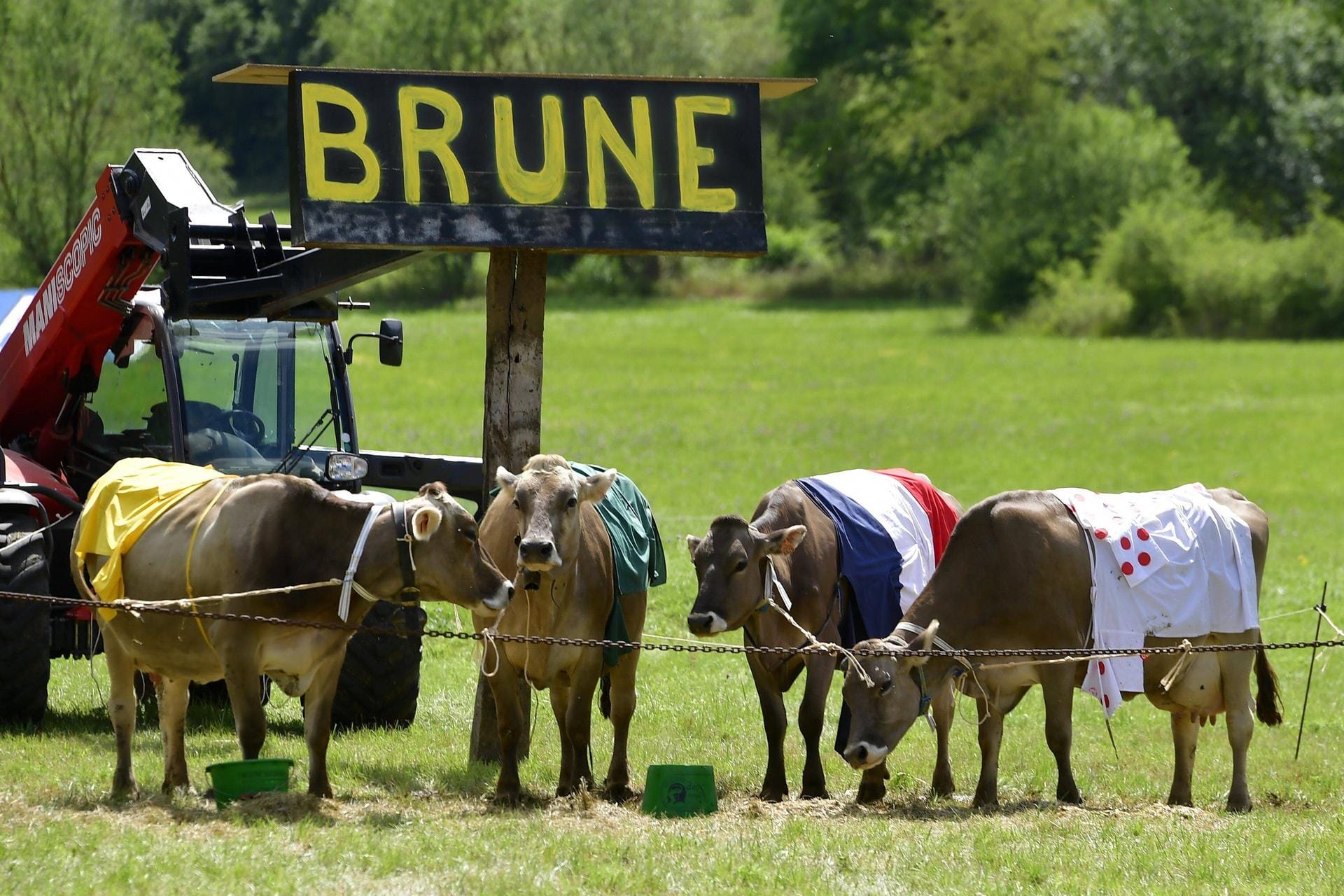 Gestatten, die vier besten Kühe der Tour: Die Gesamtführende in gelb (v. l.), die beste Sprinter-Kuh in grün, der französische Meister in Landesfarben sowie die beste Kletter-Kuh im gepunkteten Trikot. Gekürt von verrückten Radsport-Fans.