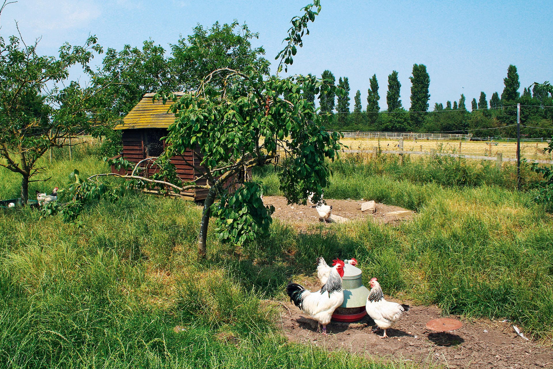 Eier vom eigenen Bauernhof: Hühner im Garten halten