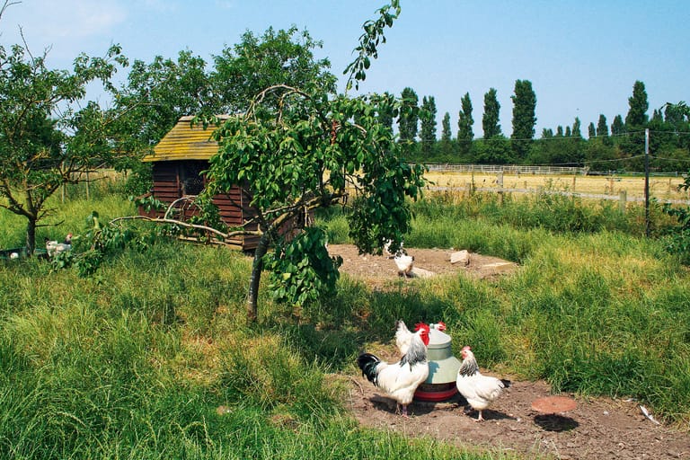 Hühner im Garten halten So geht's