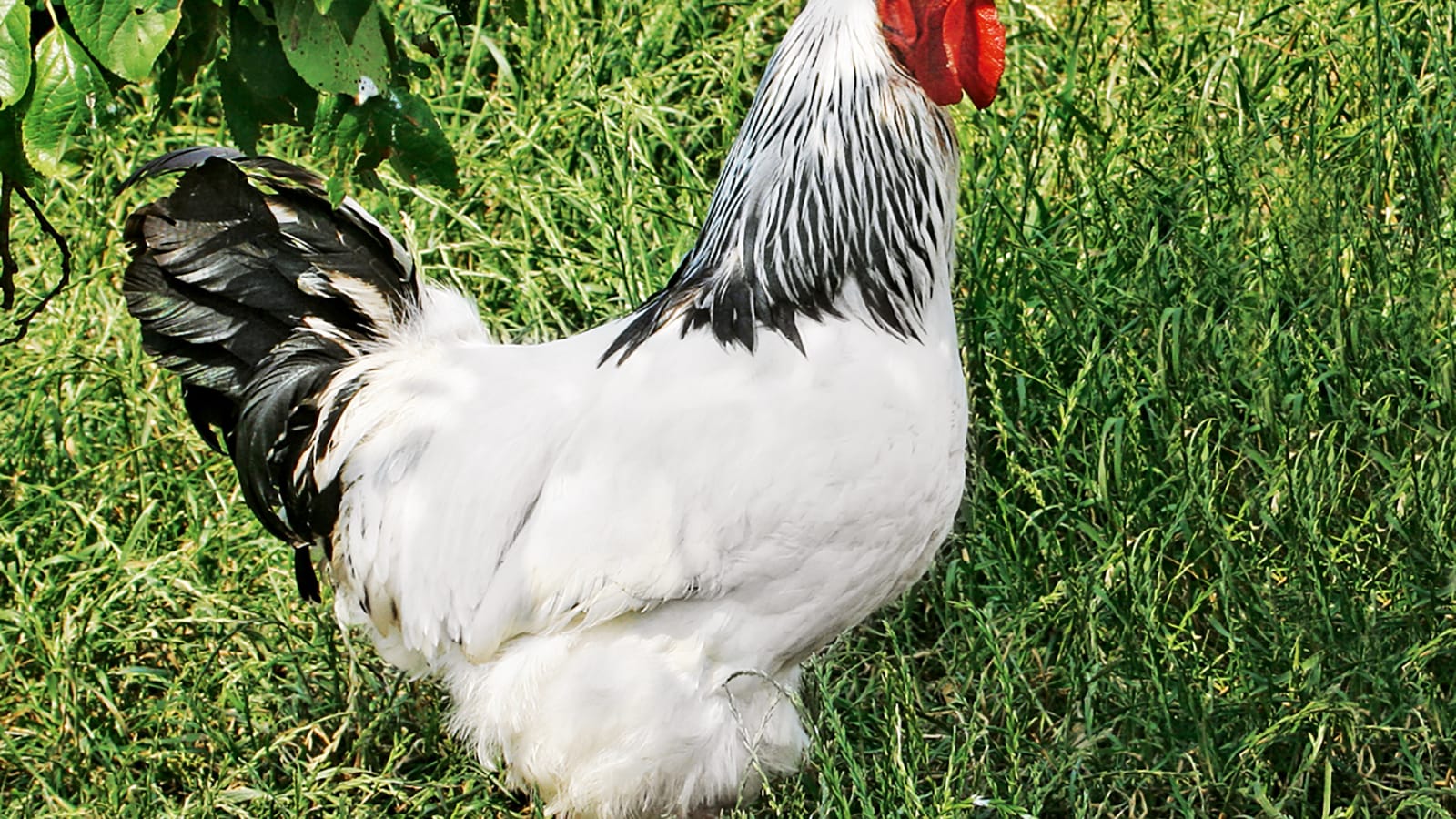 Eier vom eigenen Bauernhof: Hühner im Garten halten