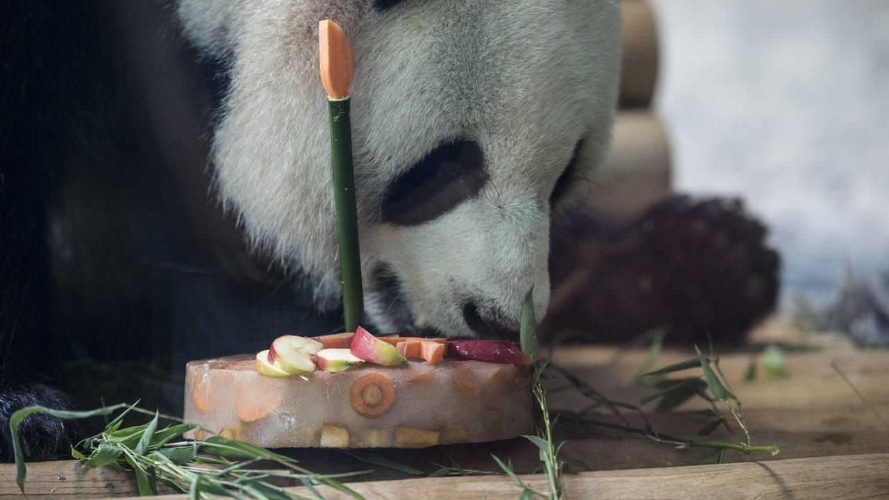 Eine Torte zum Geburtstag bekam Panda-Mann Jiao Qing.