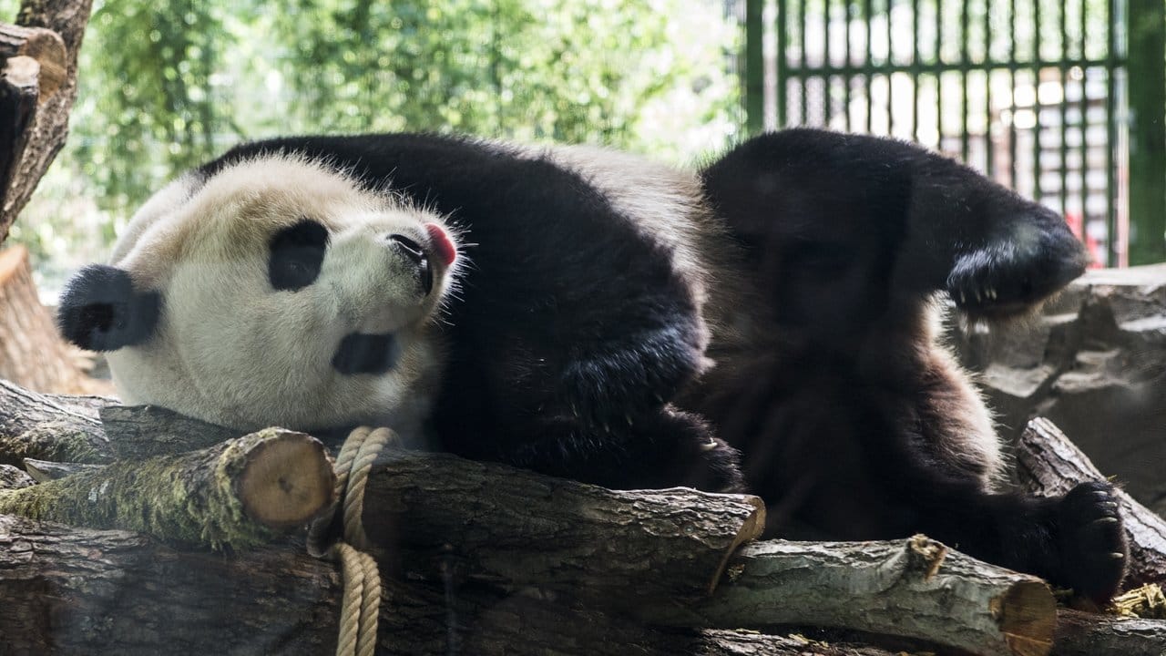 Panda-Mann Jiao Qing entspannt an seinem siebten Geburtstag.