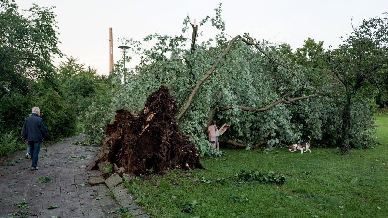 Ein umgefallener Baum: Ein Sommergewitter hat in Berlin für viele Einsätze der Feuerwehr gesorgt.