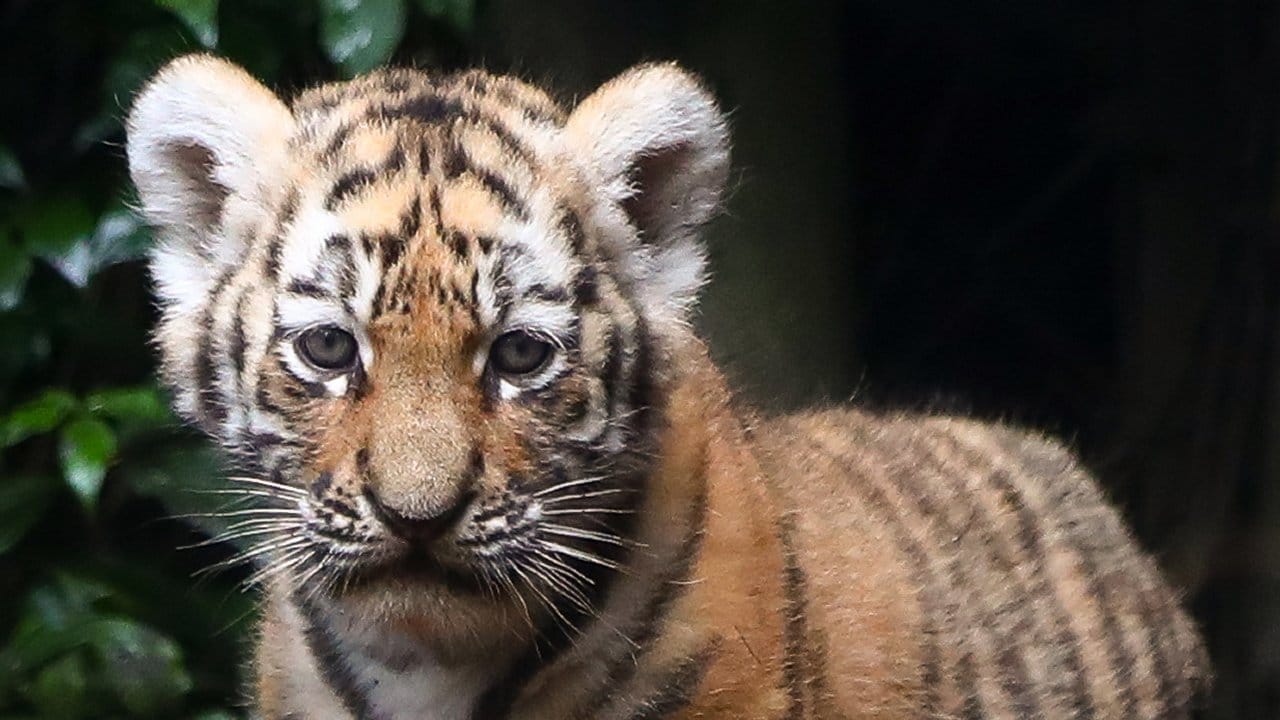Ein Sibirisches Tigerwelpe erkundet neugierig die Außenanlage.