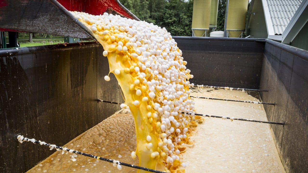 Im Auftrag der niederländischen Lebensmittelkontrollbehörde werden rund eine Million Eier aus einer Geflügelfarm in Onstwedde zerstört, weil sie mit dem Insektizid Fipronil verseucht sind. Im Auftrag der niederländischen Lebensmittelkontrollbehörde werden rund eine Million Eier aus einer Geflügelfarm in Onstwedde zerstört, weil sie mit dem Insektizid Fipronil verseucht sind.