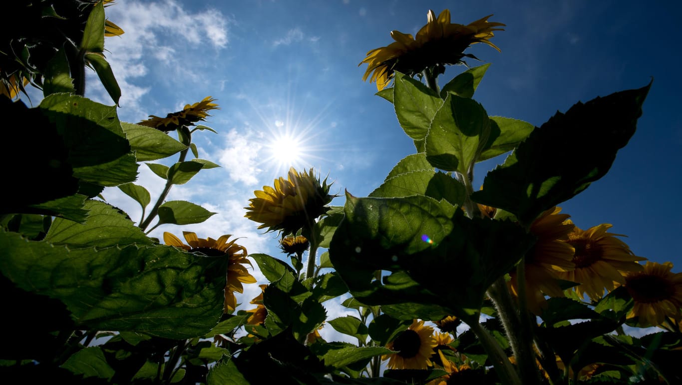 Sonnenblumen stehen auf einem Feld in München (Bayern).