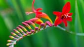 Sie verlängert den Sommer: Die strahlende Blüte der Montbretie