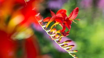 Sie verlängert den Sommer: Die strahlende Blüte der Montbretie