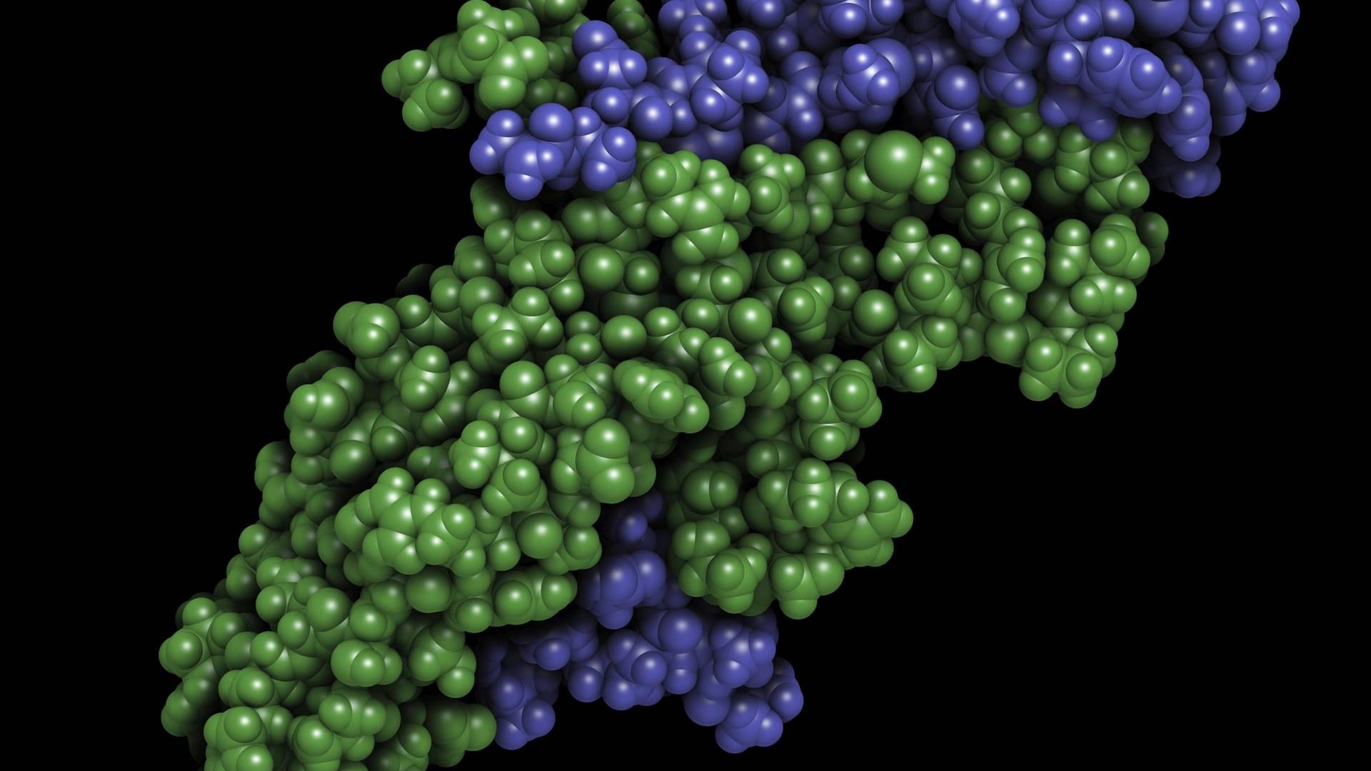 Das Hormon ß-hCG in der Computersimulation