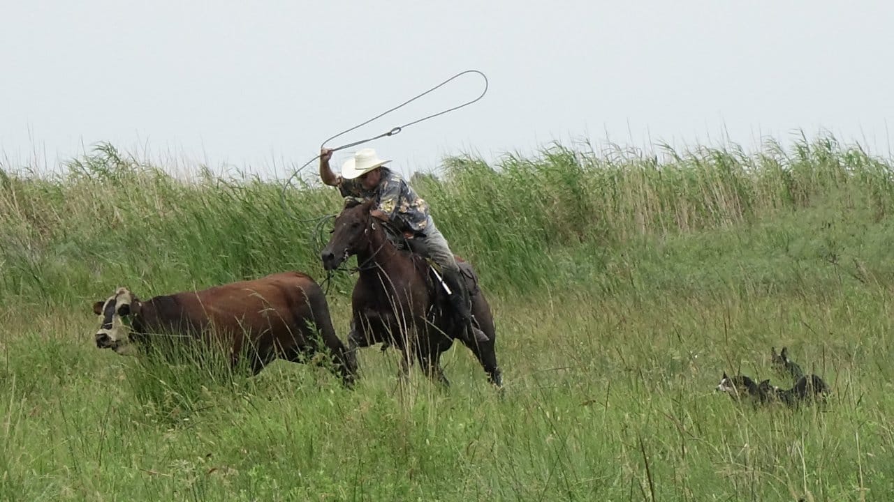 Mit dem Lasso fängt ein Farmer in Creole (Louisiana, USA) ein Rind ein, um es in Sicherheit vor dem Sturm zu bringen.