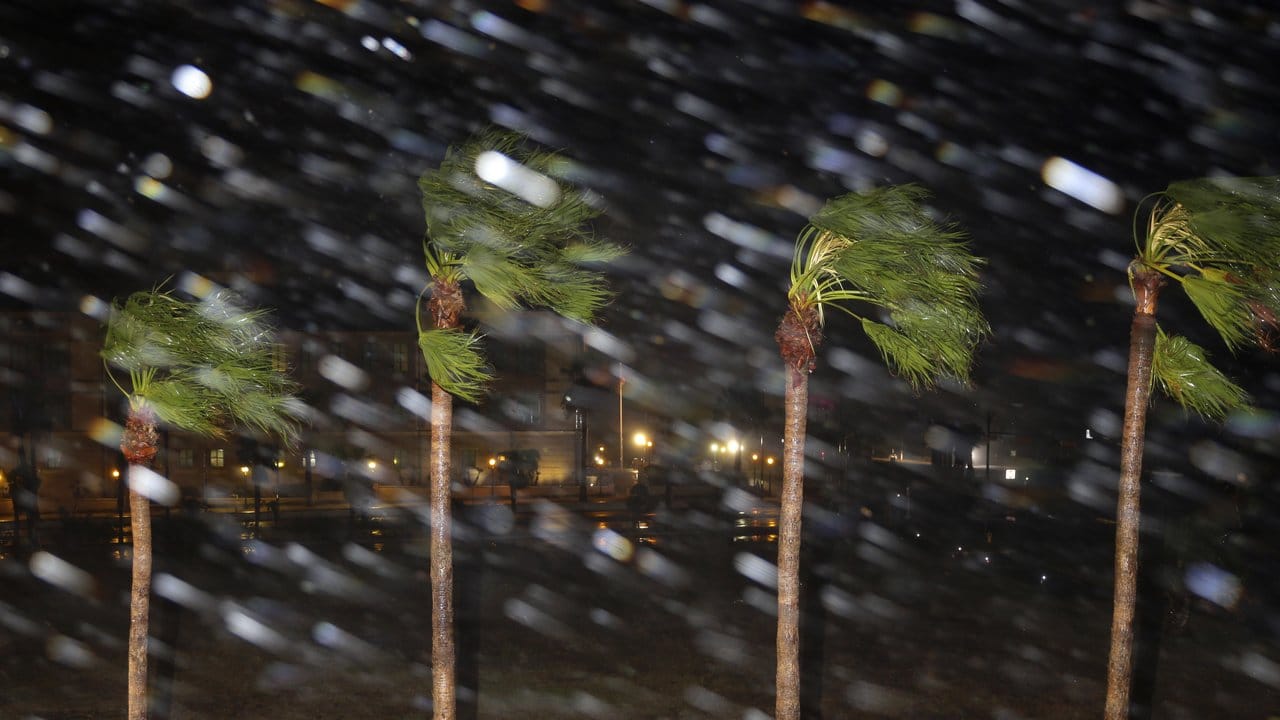 Regen und Wind fegen durch Palmen im texanischen Corpus Christi.