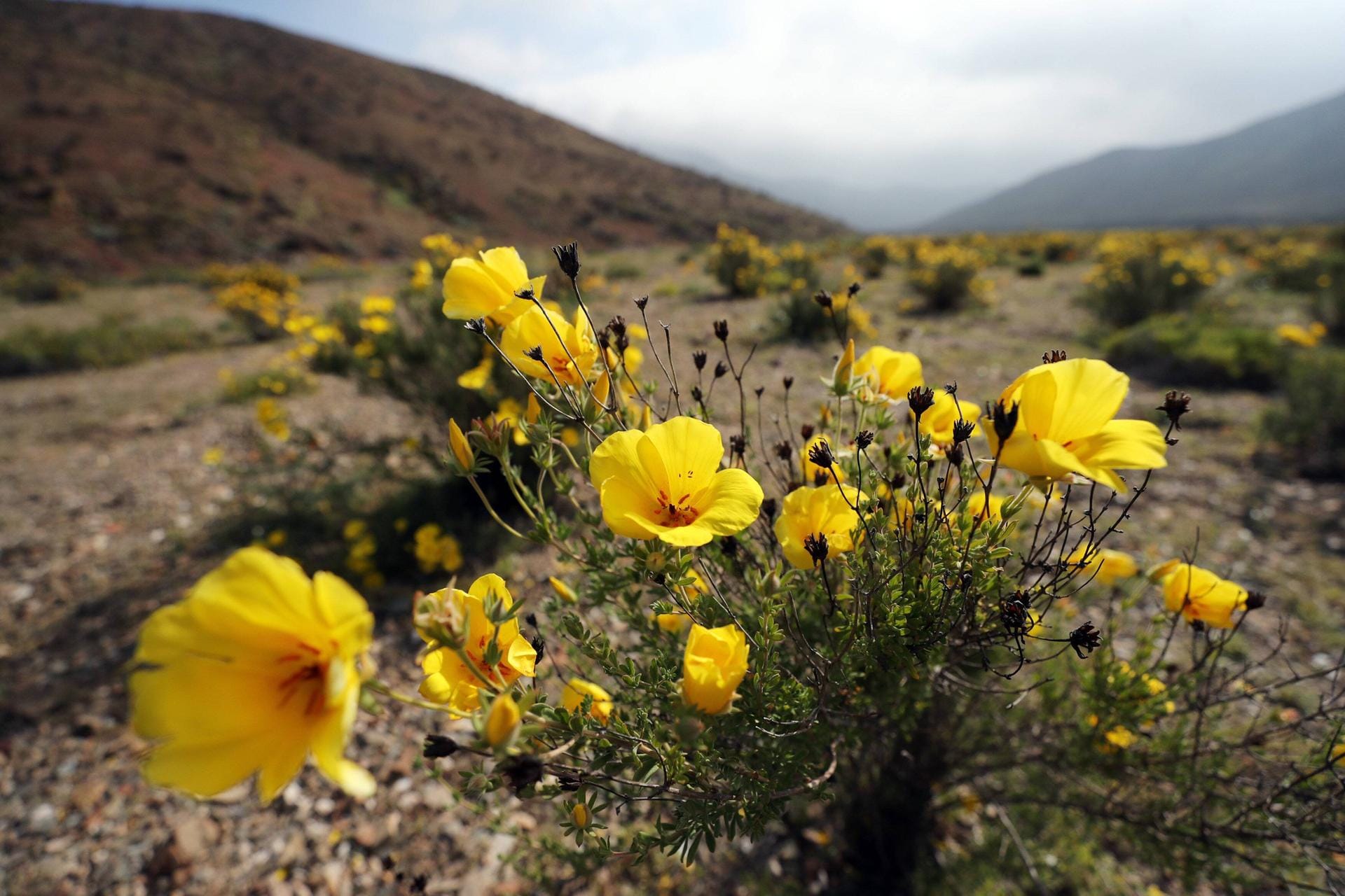 2017 blüht die Wüste besonders spektakulär. Das zumindest schätzen Experten der chilenischen Forstbehörde.