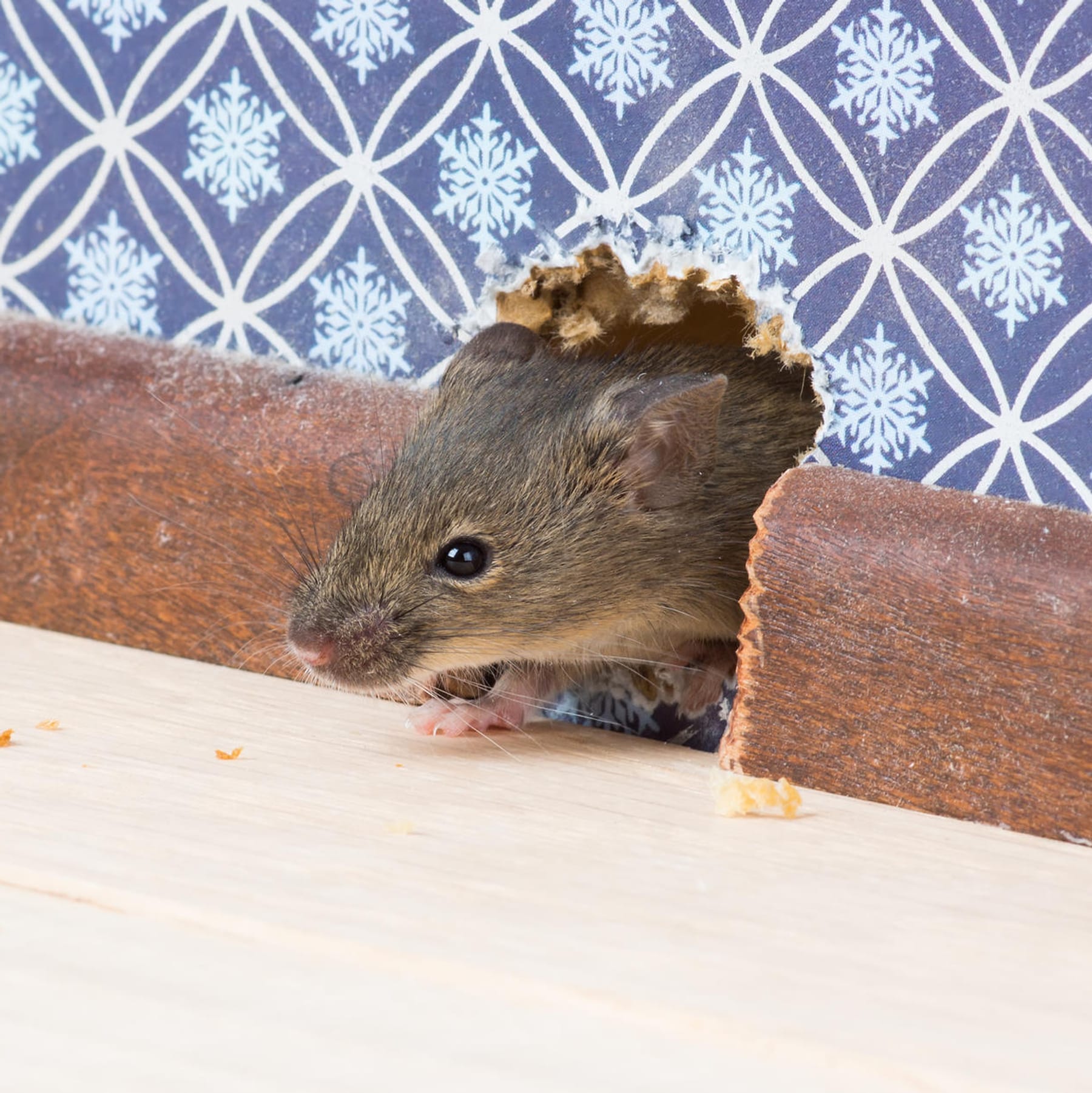 Mäuse im Haus bekämpfen: Mäuse fangen, vergiften oder vertreiben?