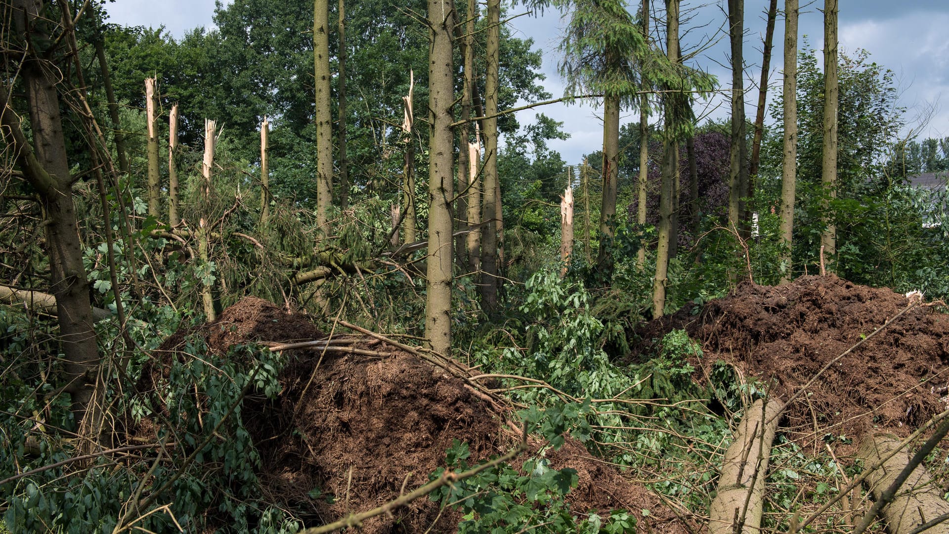 Ähnlich wie zuletzt im niedersächsischen Wildeshausen (Foto) kam es am Mittwochabend zu einem Unwetter im Münsterland, bei dem Bäume entwurzelt wurden.