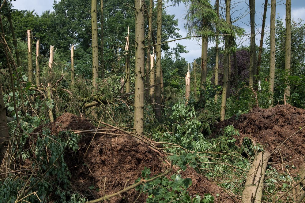 Ähnlich wie zuletzt im niedersächsischen Wildeshausen (Foto) kam es am Mittwochabend zu einem Unwetter im Münsterland, bei dem Bäume entwurzelt wurden.