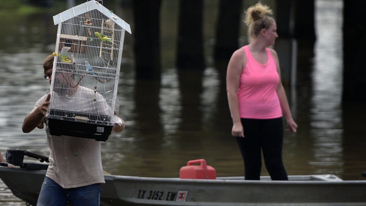 Ein Mann rettet in Houston seinen Vogel aus seiner überfluteten Wohnung. Ein Mann rettet in Houston seinen Vogel aus seiner überfluteten Wohnung.