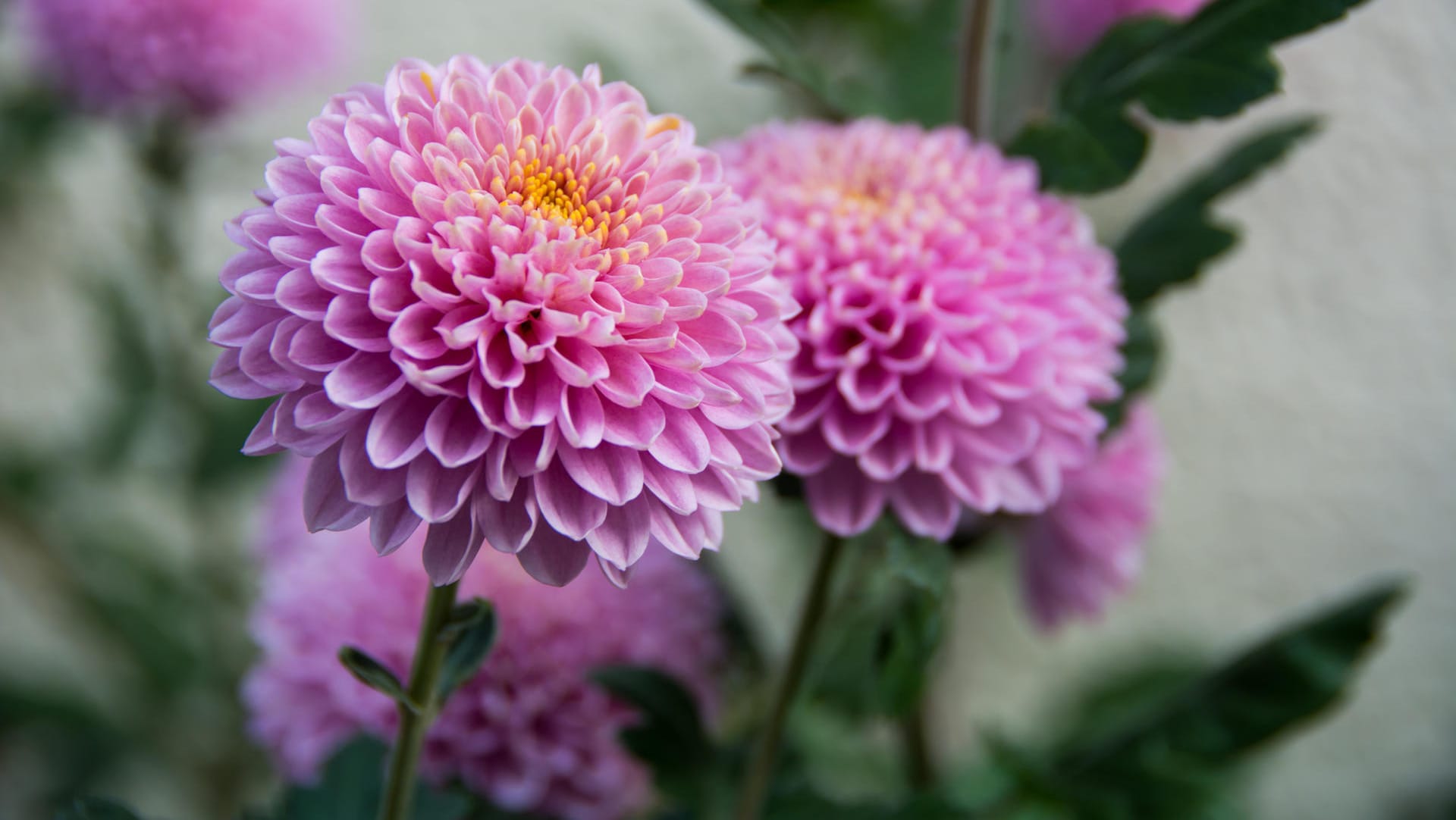 Chrysanthemen : Die Herbstpflanzen sollten gut gegossen werden.