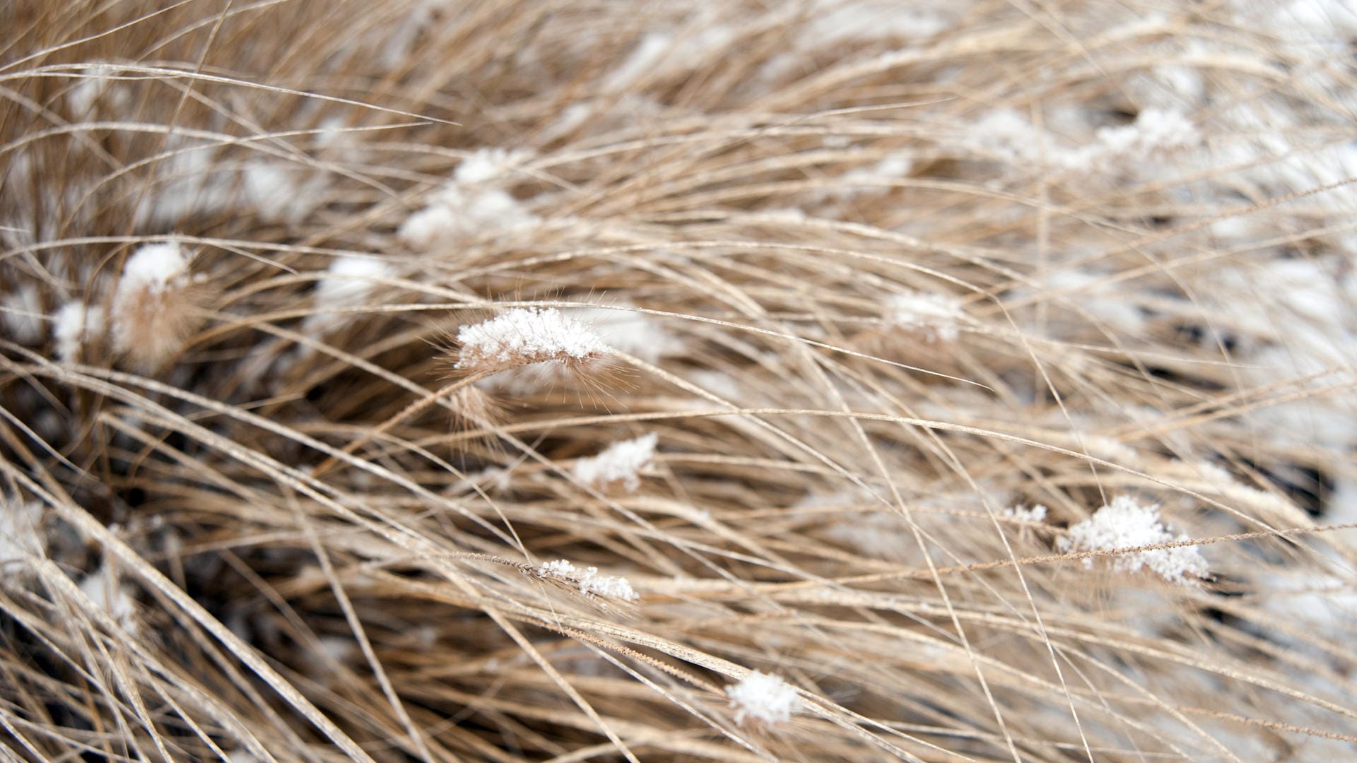 Das Japanische Federborstengras ist ein schöner Winterschmuck – vor allem, wenn es von Raureif und Eiskristallen bedeckt ist.