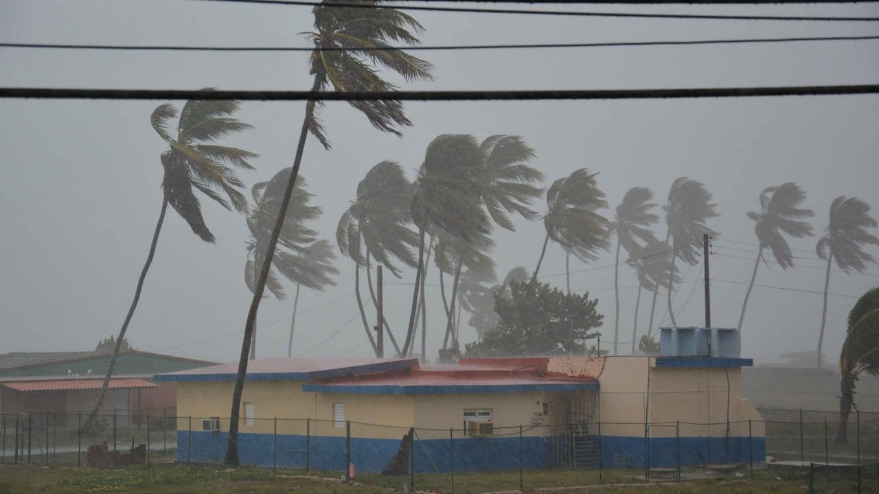 Heftige Windböen ausgelöst durch Hurrikan "Irma" krümmen Palmen im kubanischen Santa Lucia. Heftige Windböen ausgelöst durch Hurrikan "Irma" krümmen Palmen im kubanischen Santa Lucia.