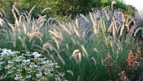 Ziergräser für den Garten Diese Arten eignen sich und so man pflanzt
