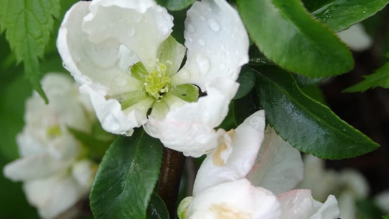 Die weißblühende 'Nivalis' gehört zu den altbewährten Sorten der Zierquitten.