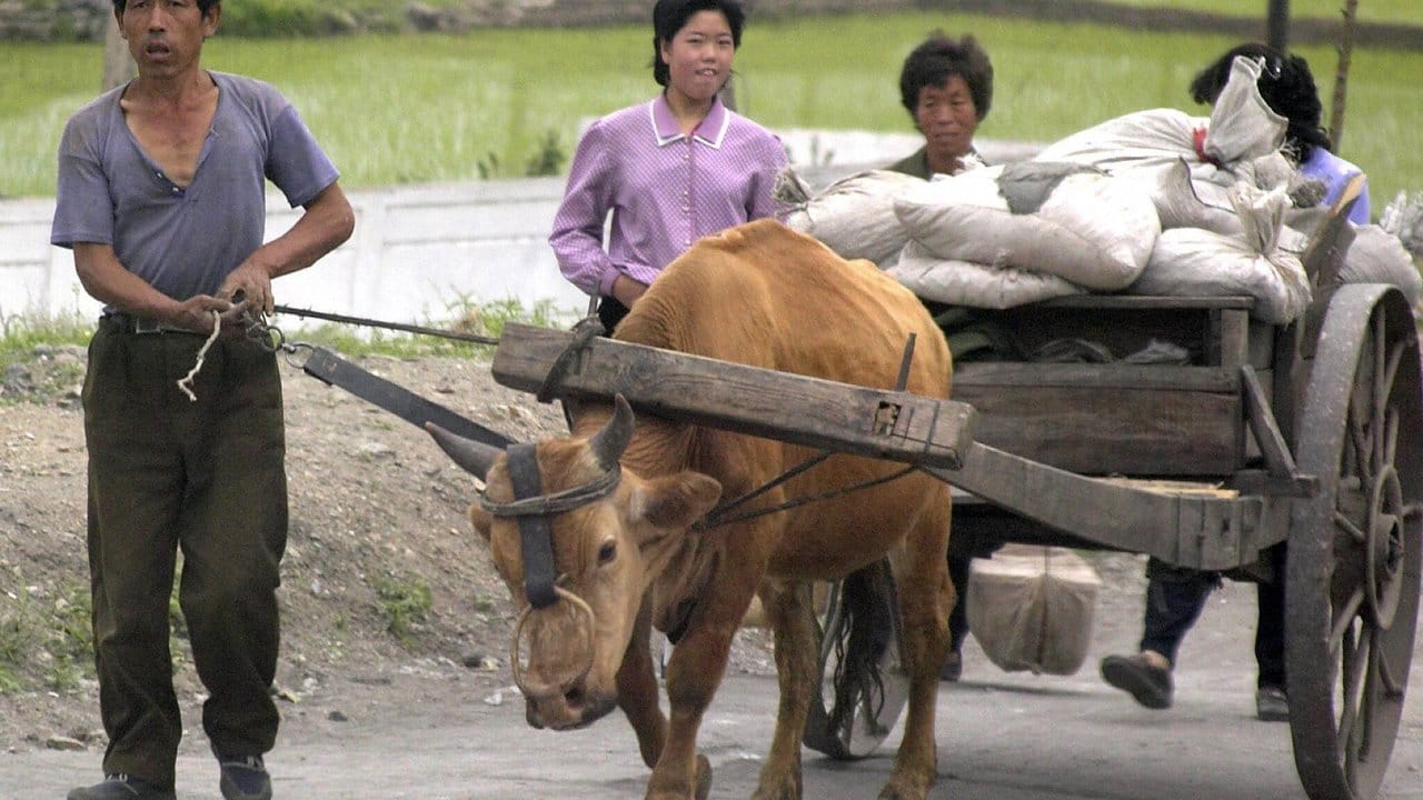 Es mangelt an vielem: Nordkoreanische Bauern transportieren ihre Ware wie seit Jahrhunderten mit Ochsenkarren. Es mangelt an vielem: Nordkoreanische Bauern transportieren ihre Ware wie seit Jahrhunderten mit Ochsenkarren.