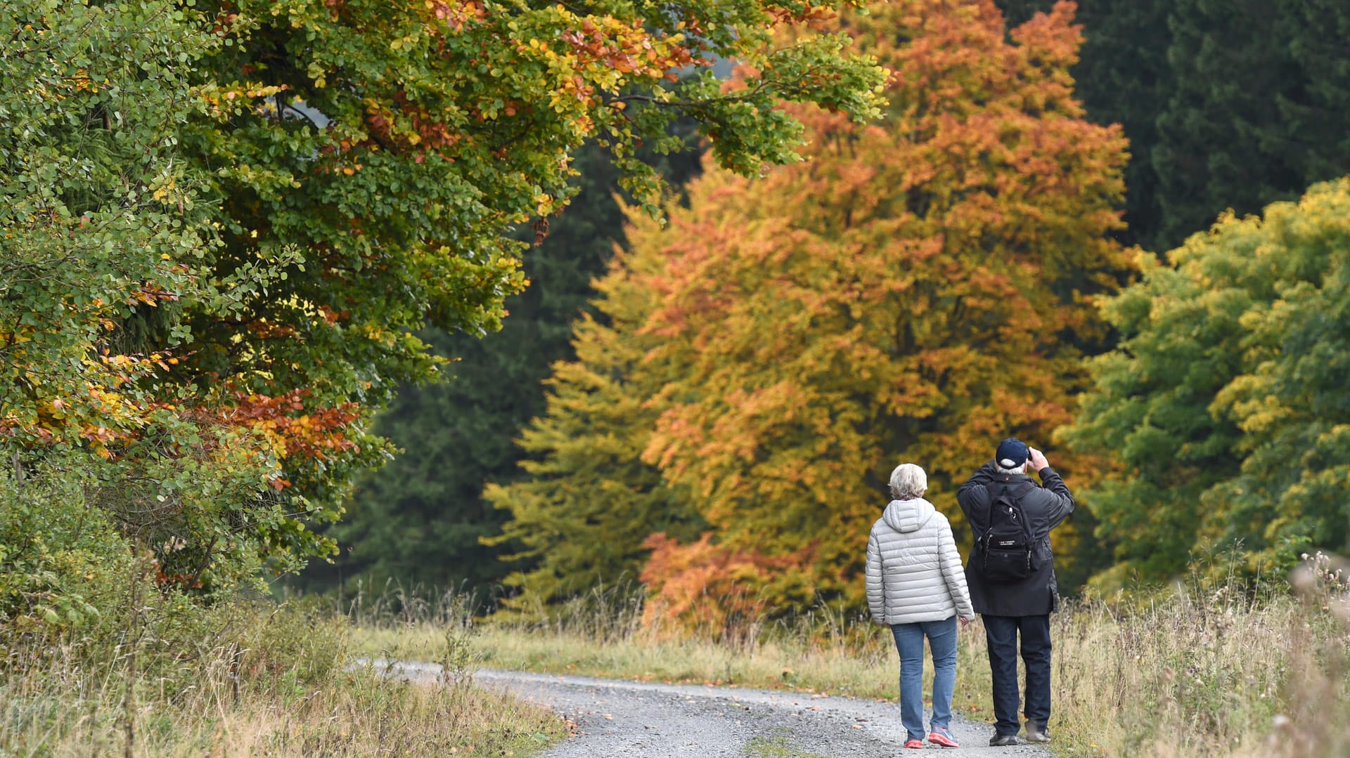 Zwei Wanderer gehen vor bei an herbstlich gefärbten Laubbäumen in einem Wald nahe Willingen (Hessen) und machen dabei Fotos.