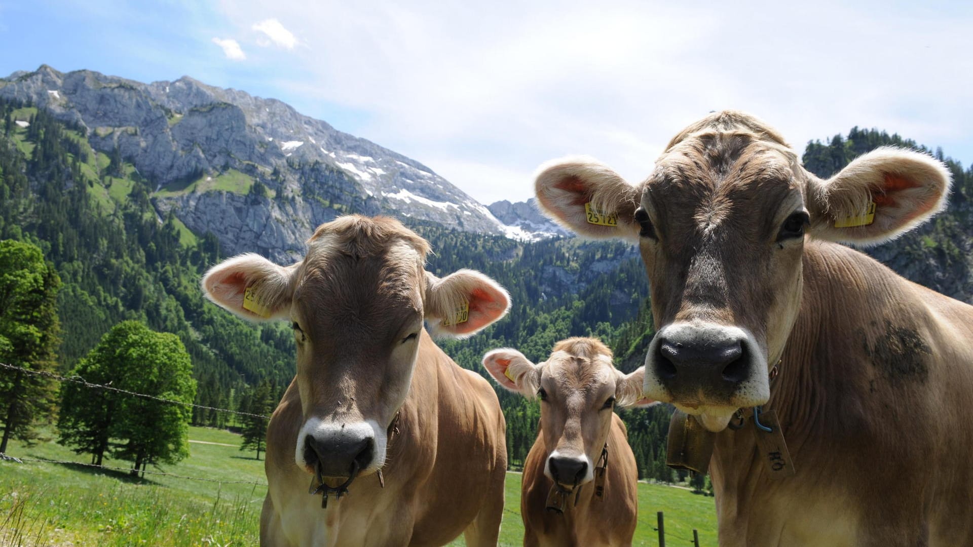 Auf der Alm kann man beim Wandern die ein oder andere Kuh entdecken.