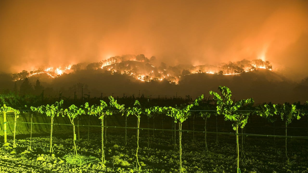 Ein Waldbrand wütet in Napa County (USA) in der Nähe der Weinberge.