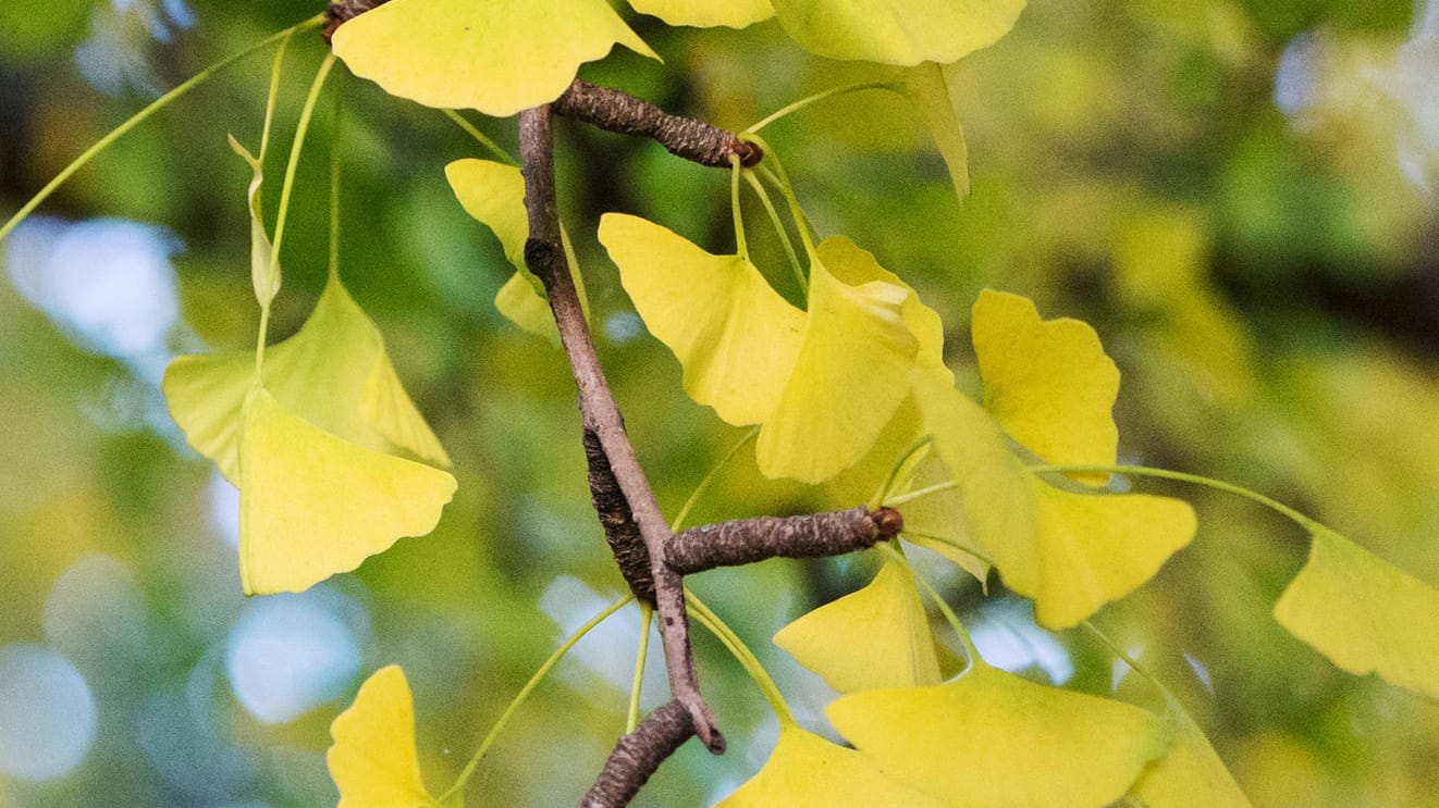 Er ist robust und auch im Herbst schön anzuschauen.