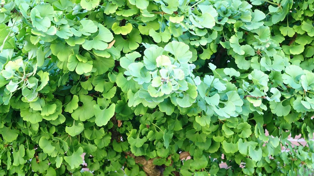 Der Ginkgo ist weder Laub- noch Nadelbaum.