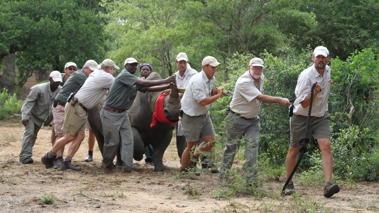 Gerettet: Tierschützer schieben ein weißes Nashorn zu einem Transporter, um es aus Südafrika nach Botswana zu verfrachten. Gerettet: Tierschützer schieben ein weißes Nashorn zu einem Transporter, um es aus Südafrika nach Botswana zu verfrachten.