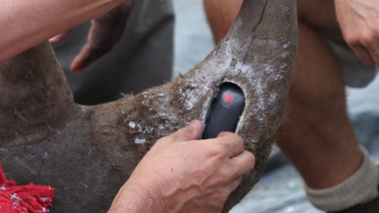 Südafrikanische Tierschützer setzen einem betäubten Nashorn in einer schmerzlosen Prozedur einen Peilsender ein. Südafrikanische Tierschützer setzen einem betäubten Nashorn in einer schmerzlosen Prozedur einen Peilsender ein.