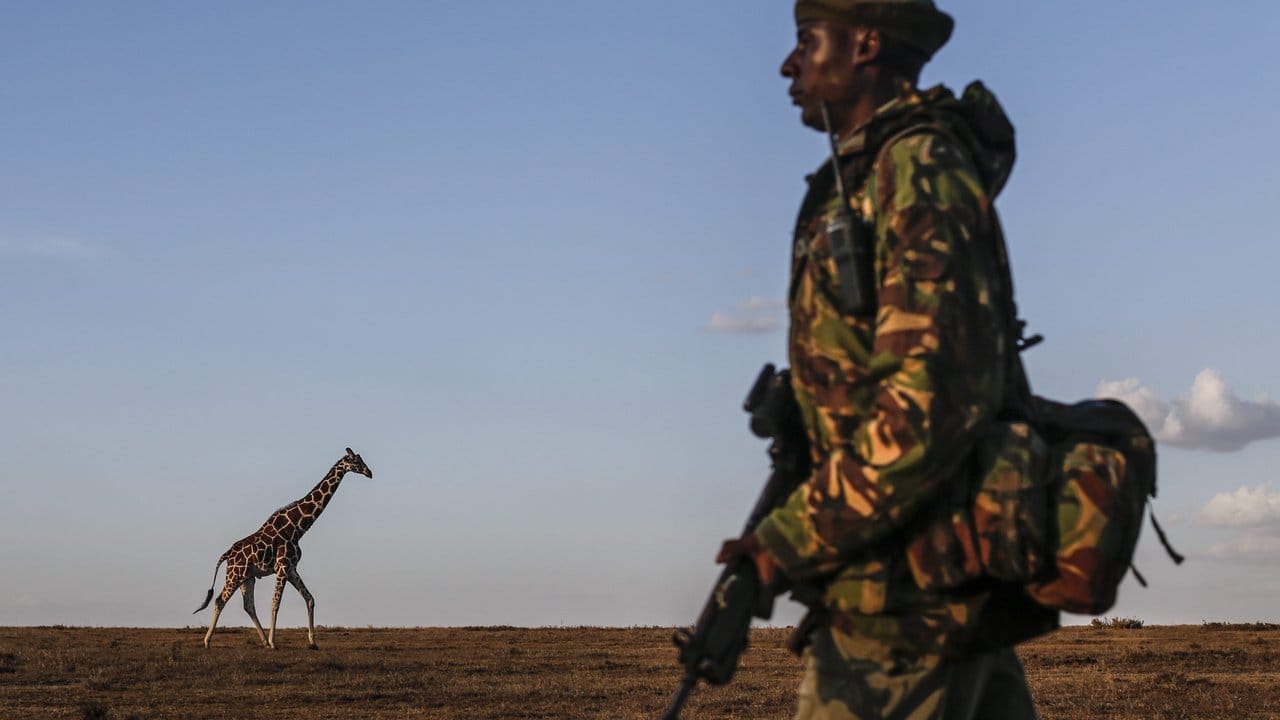 Ranger in Kenia: Trotz aller Anstrengungen dezimieren Wilderer die Nashornbestände immer weiter. Ranger in Kenia: Trotz aller Anstrengungen dezimieren Wilderer die Nashornbestände immer weiter.