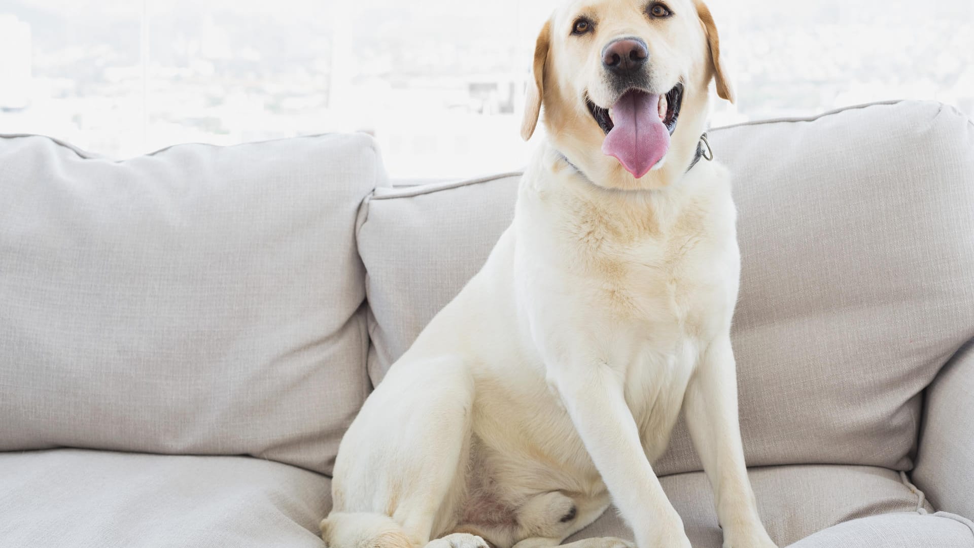 Hunde wissen genau, wie sie ihr Herrchen am besten um den Finger wickeln.