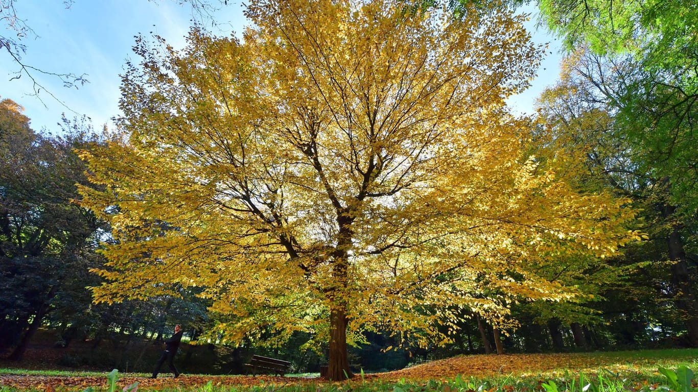 Gelbes Herbstlaub am Baum im Altenburger Schlosspark in Thüringen