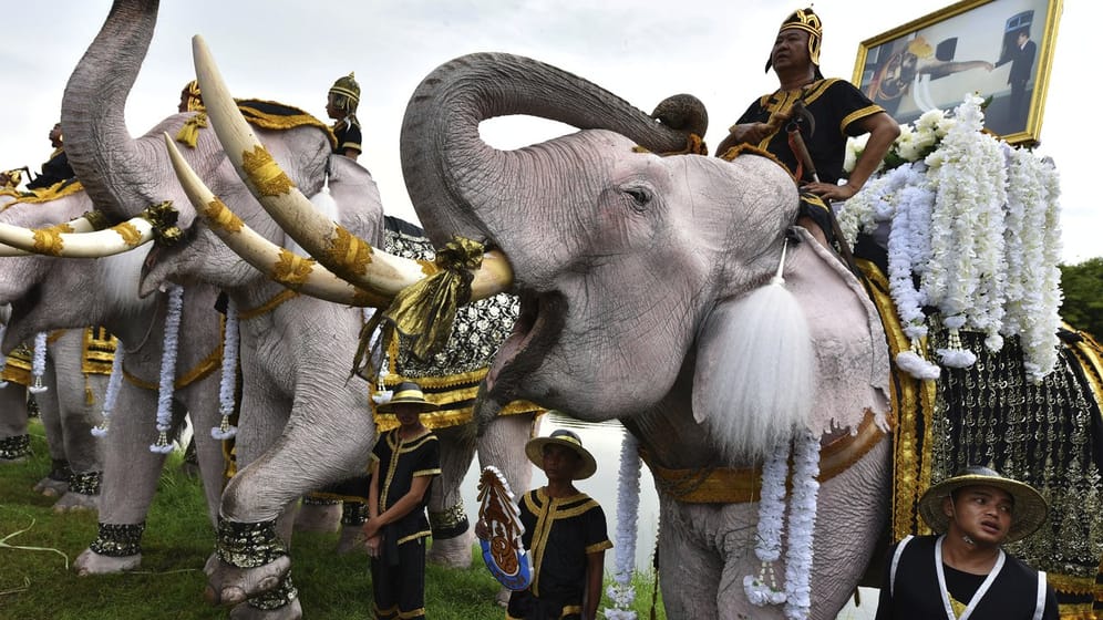 Geschmückte Elefanten und ihre Reiter bei einer Zeremonie zu Ehren des verstorbenen thailändischen Königs Bhumibol Adulyadej.