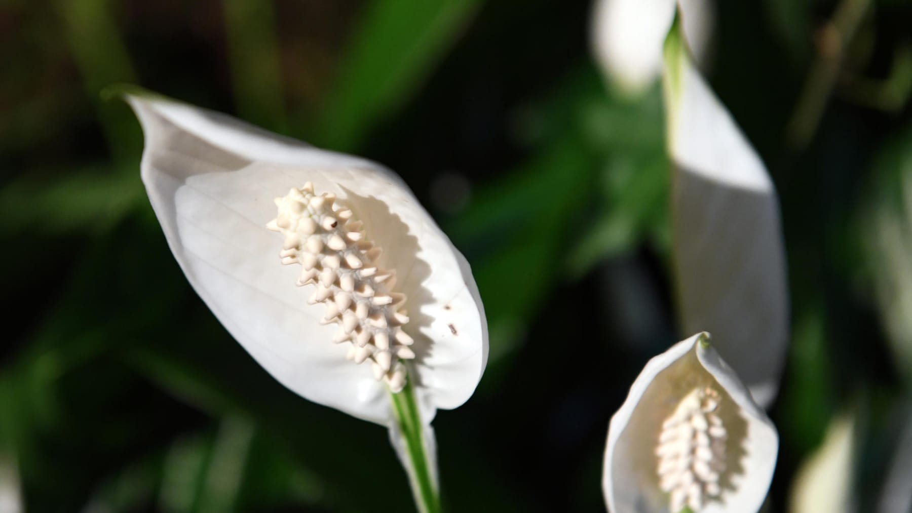 Einblatt (Spathiphyllum) Richtige Pflege der Zimmerpflanze