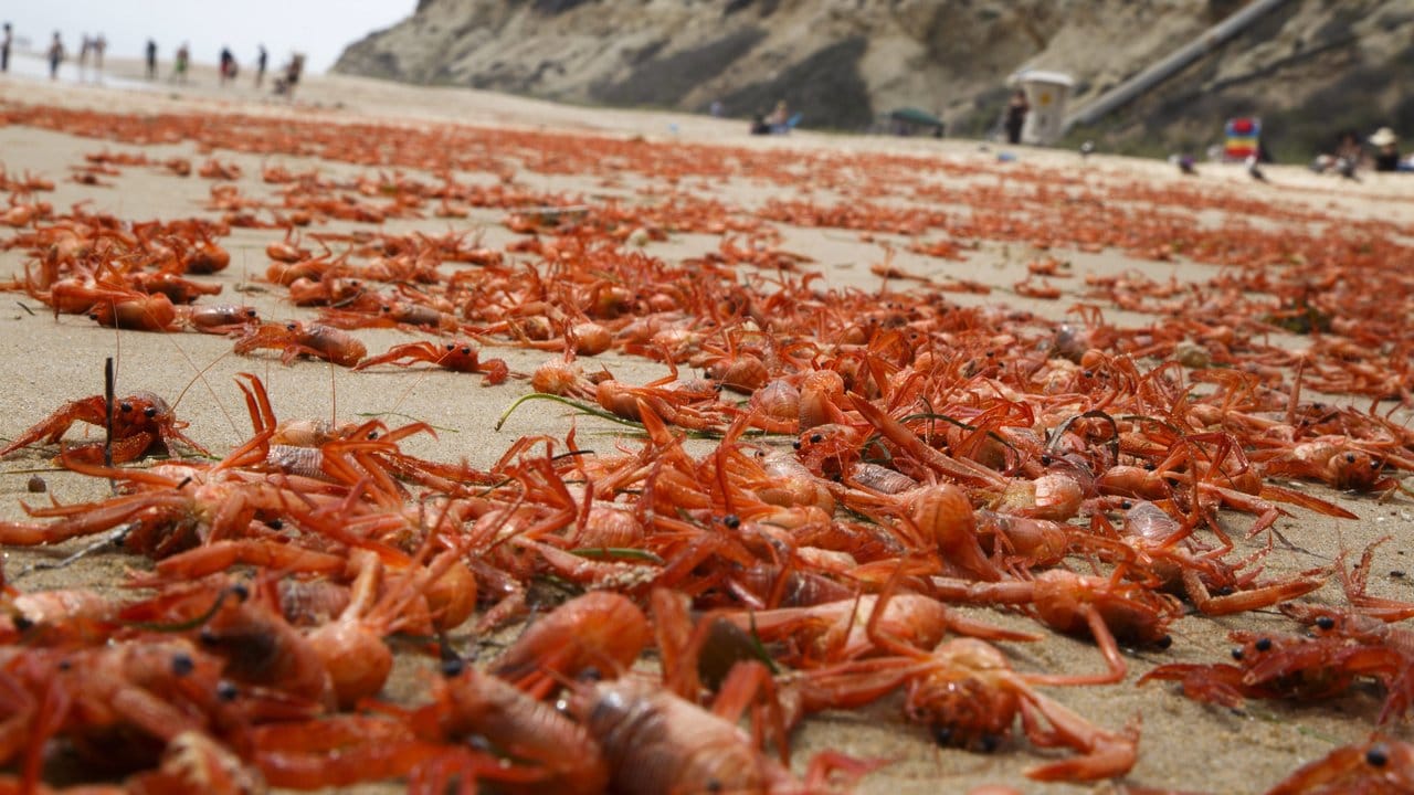 Hitzetod: Tausende tote Kraben liegen an der kalifornischen Küste - die Meereserwärmung hat sie umgebracht.