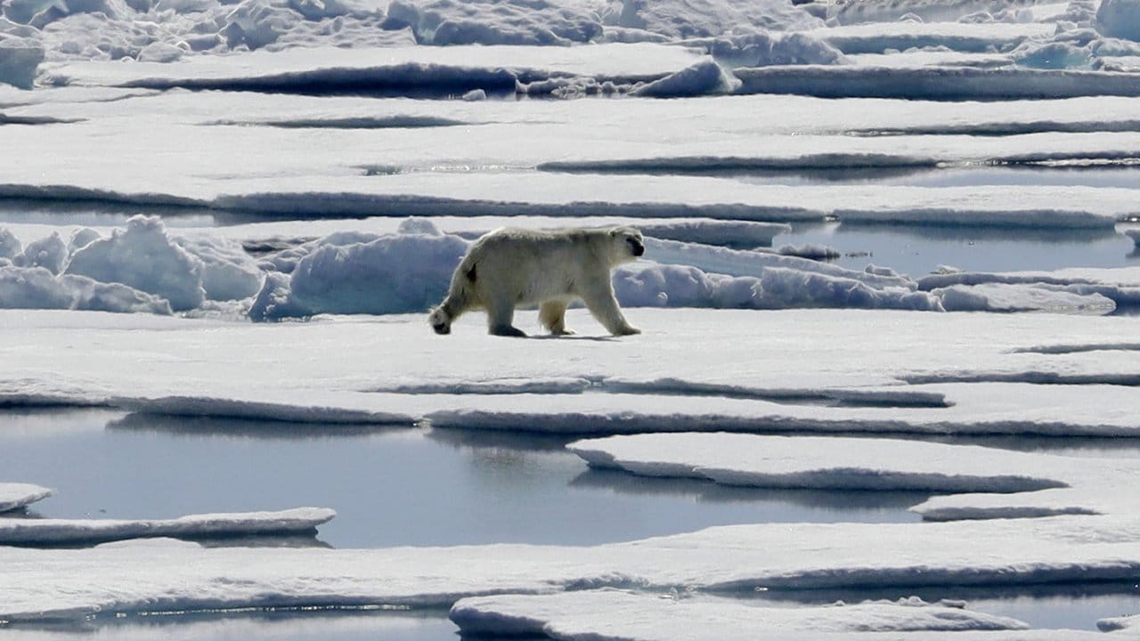 Ein Eisbär läuft über Eisschollen in der Meerenge Victoria Strait im nordlichen Kanada.