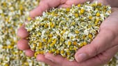 Thüringer Kamille blüht spärlicher - Kapuzinerkresse boomt