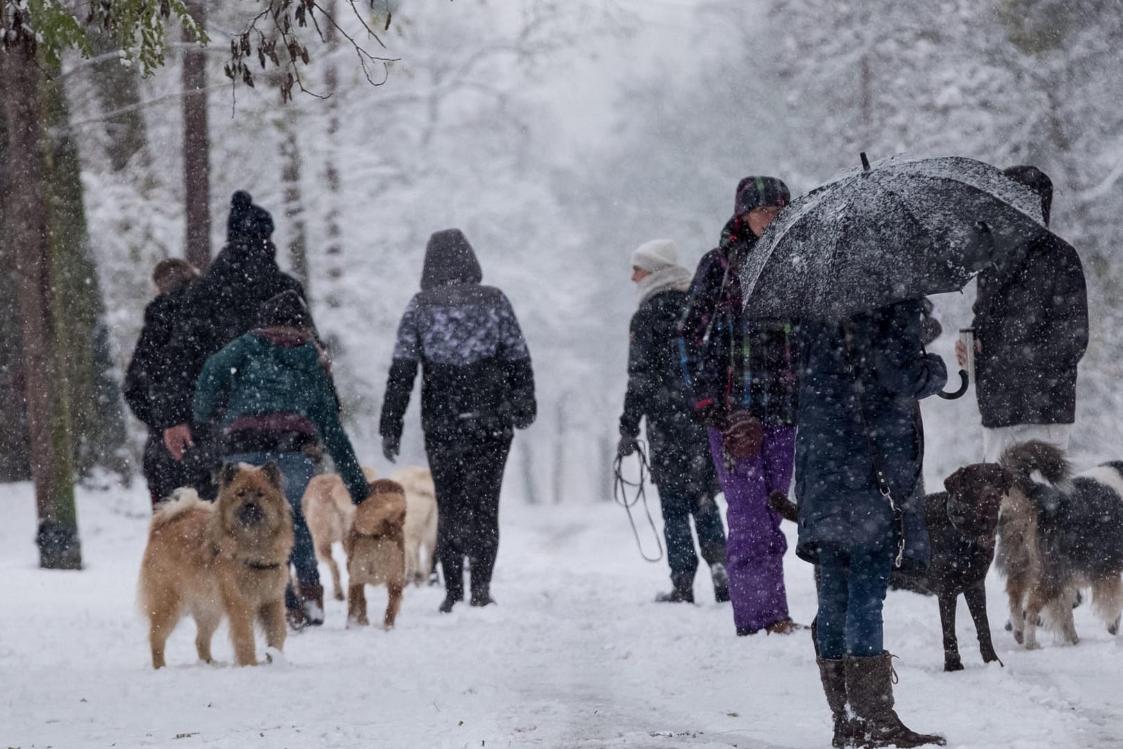 Hundebesitzer laufen auf dem Lindener Berg in Hannover durch den Schnee.