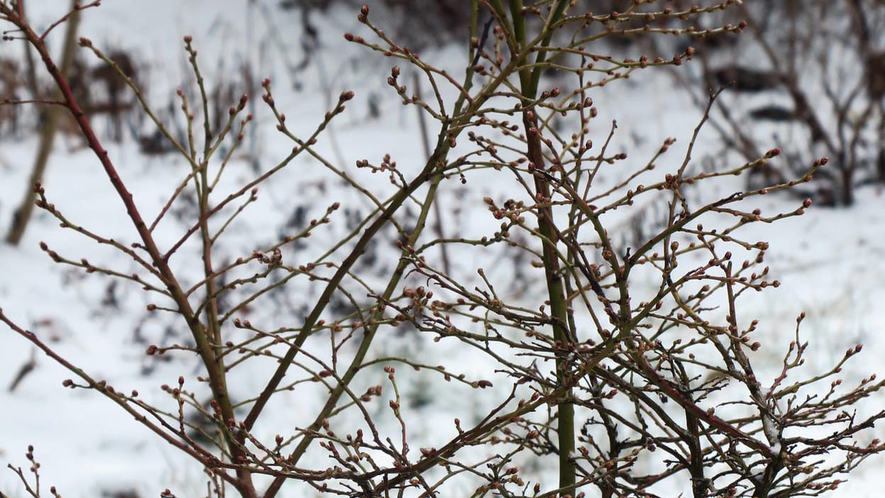 Witterungsabhängige Gartenpflege im Winter