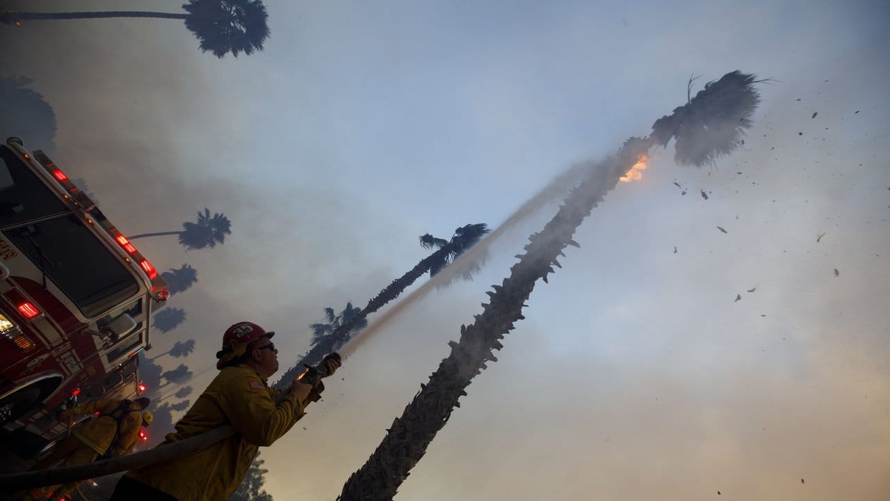 Ein Feuerwehrmann versucht im San Diego County eine brennende Palme zu löschen. Ein Feuerwehrmann versucht im San Diego County eine brennende Palme zu löschen.