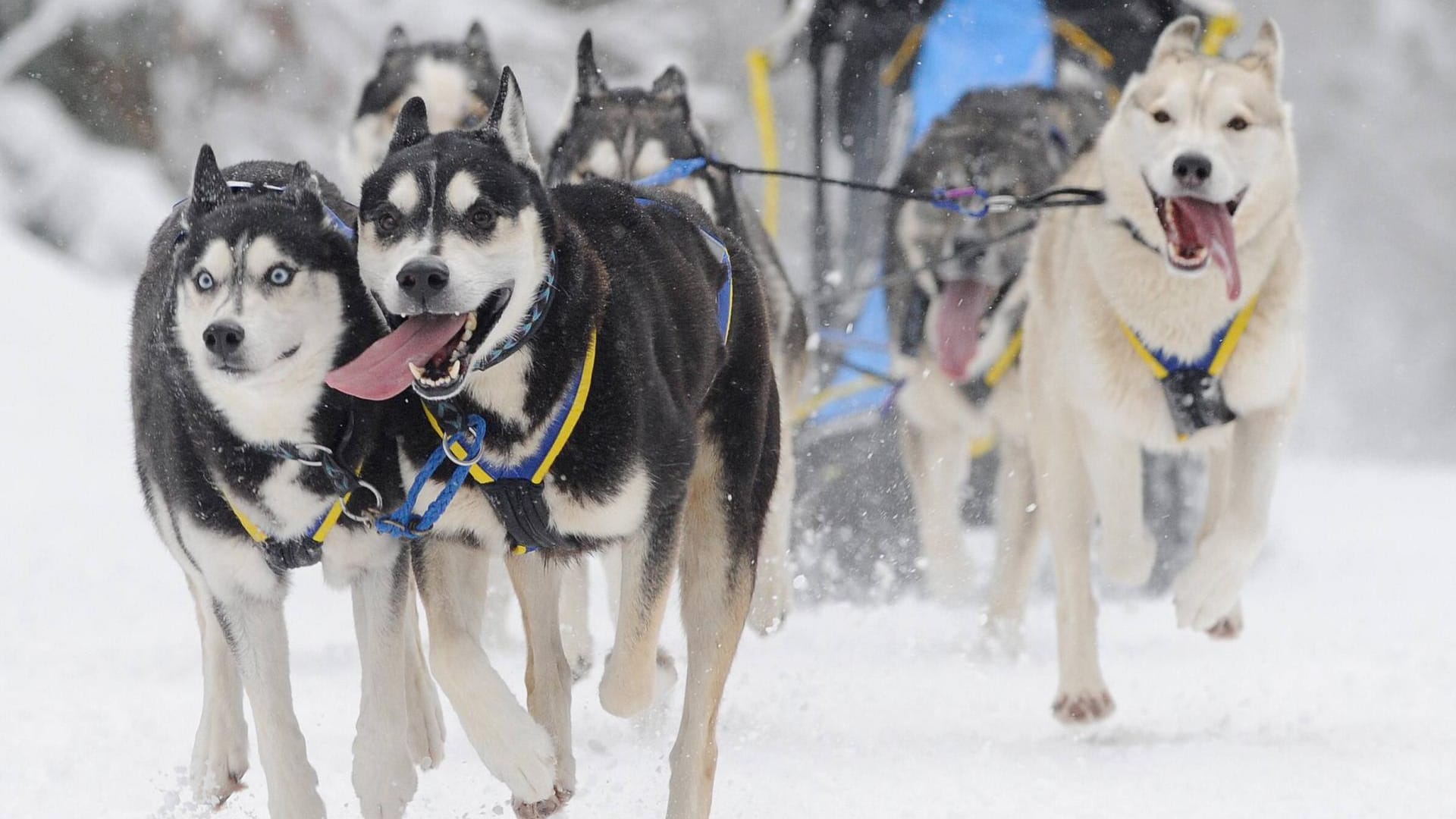 Huskies laufen beim Internationalen Schlittenhunderennen in Todtmoos im Schwarzwald über den 12,5 Kilometer langen Trail.