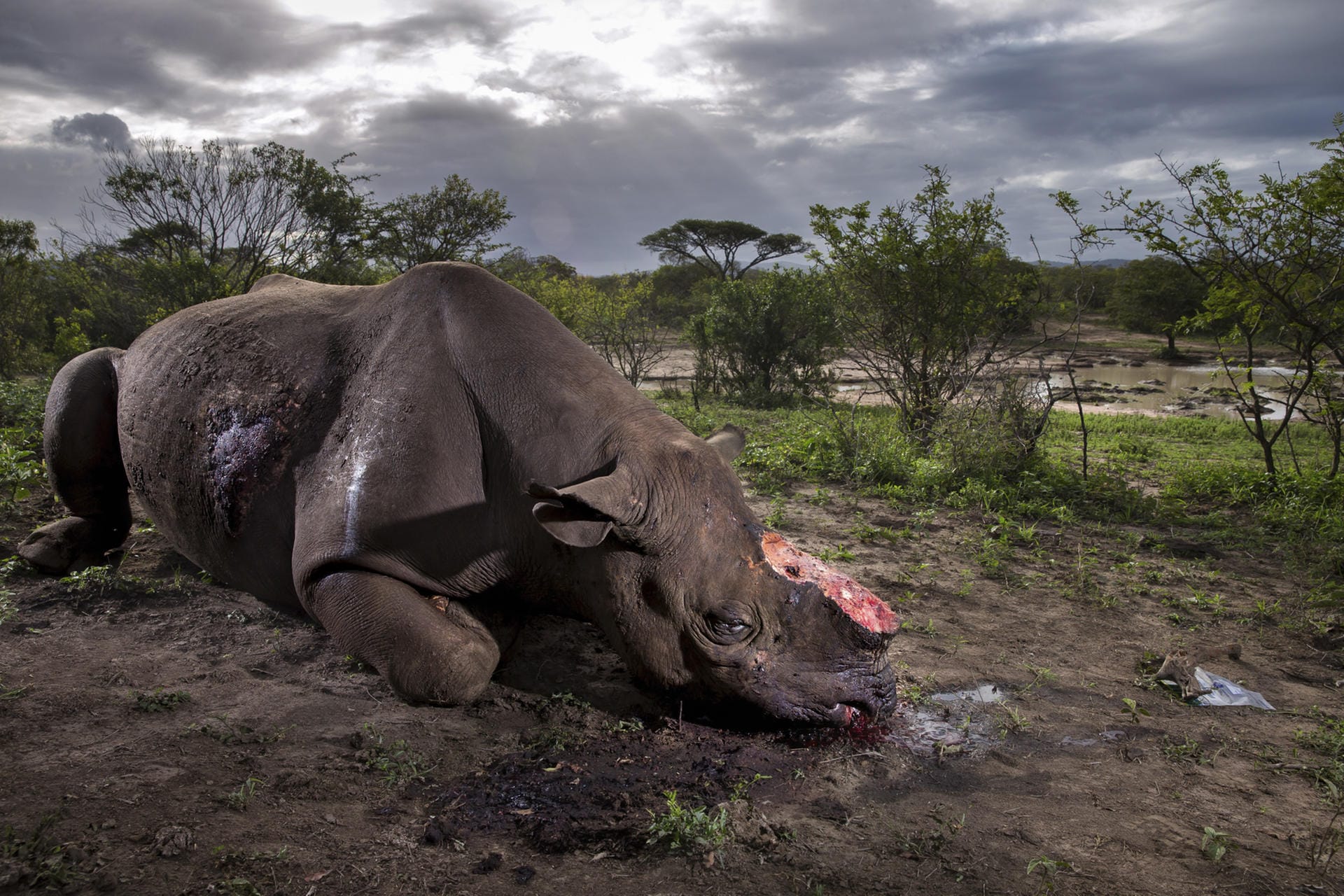 Ein illegal getötetes Spitzmaulnashorn mit abgehackten Hörnern liegt in einem Wildreservat in Südafrika. Das Bild ist zur Wildlife-Fotografie des Jahres 2017 gekürt worden.
